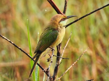 Asian Green Bee-eater Bang Phra Non-Hunting area Mon, 4/12/2021