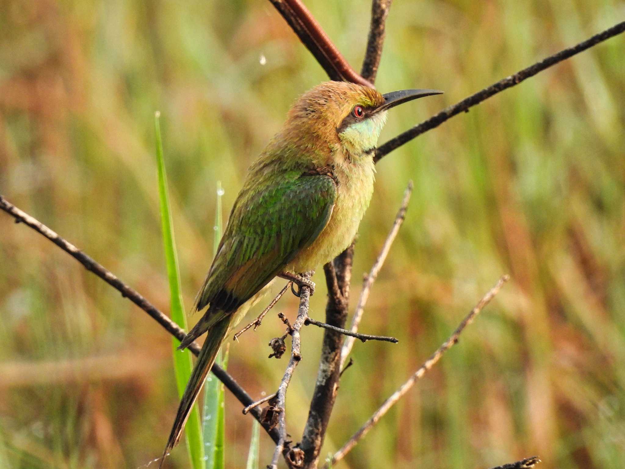 Asian Green Bee-eater