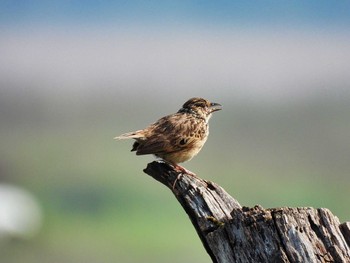 Indochinese Bush Lark Bang Phra Non-Hunting area Mon, 4/12/2021