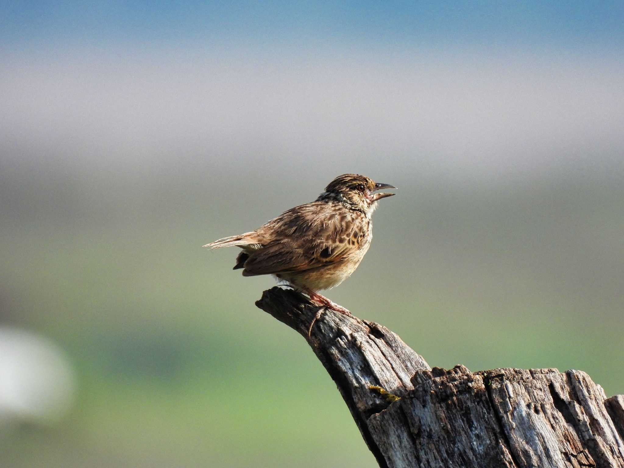 Indochinese Bush Lark