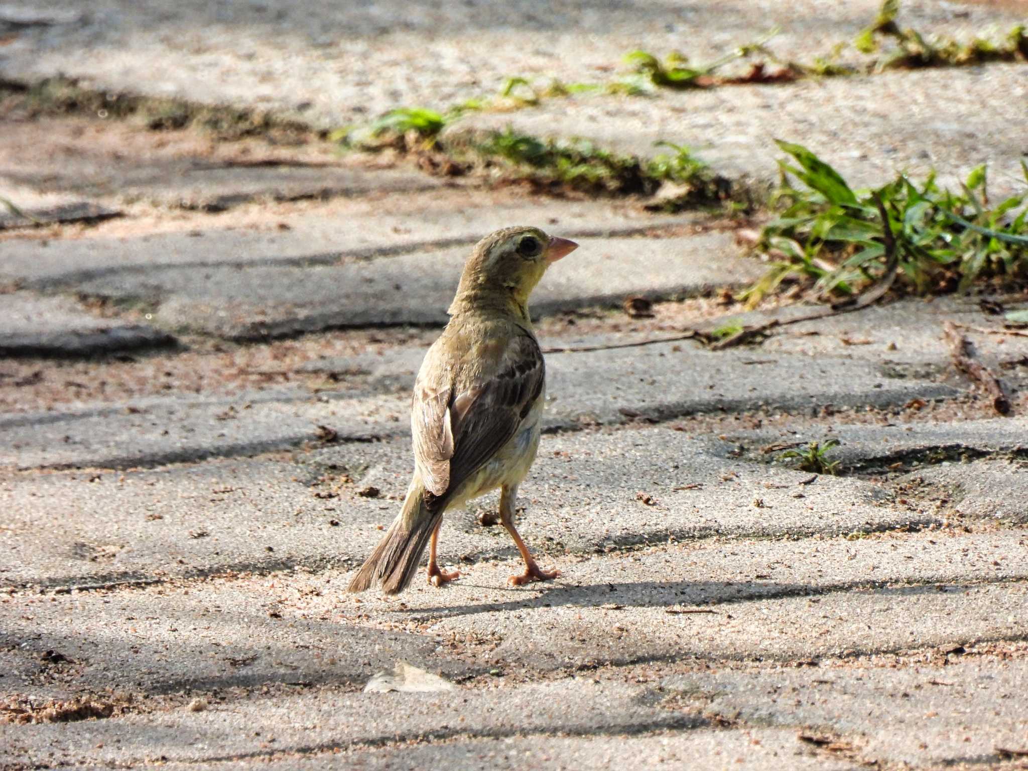 Plain-backed Sparrow