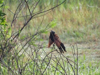 Lesser Coucal Bang Phra Non-Hunting area Mon, 4/12/2021