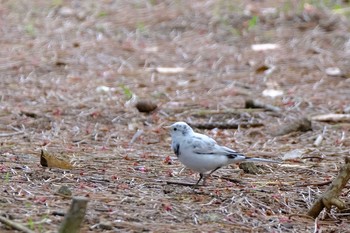 White Wagtail Kasai Rinkai Park Sat, 4/10/2021