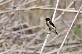 2021年4月12日(月) 禄剛崎の野鳥観察記録