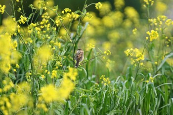 セッカ 多摩川 2021年4月10日(土)