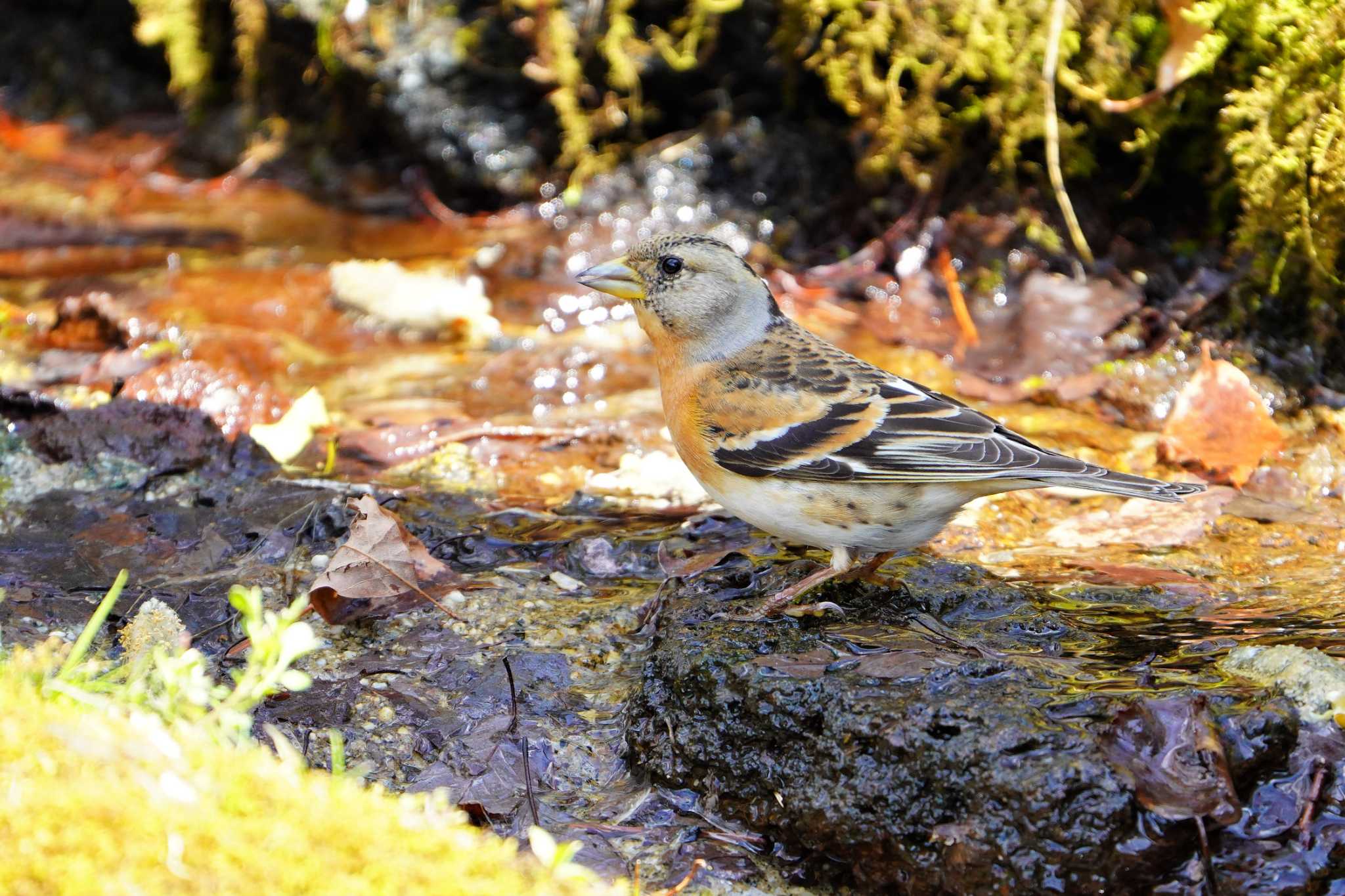 西湖野鳥の森公園 アトリの写真