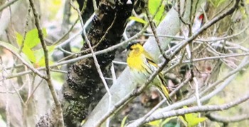 2021年4月12日(月) ひき岩群国民休養地の野鳥観察記録