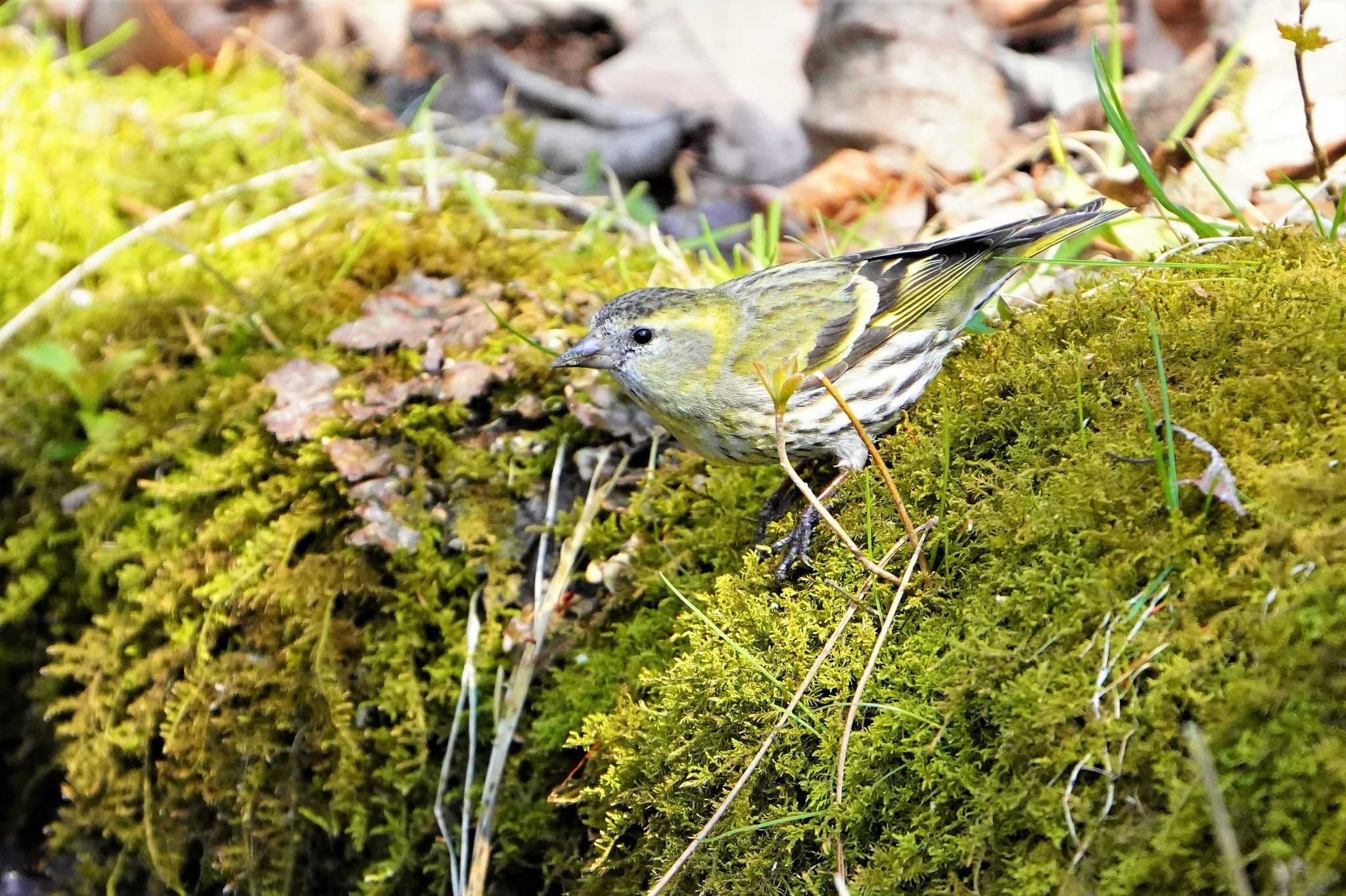 西湖野鳥の森公園 マヒワの写真