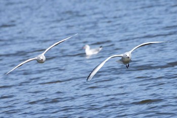 ユリカモメ 水元公園 2017年2月19日(日)