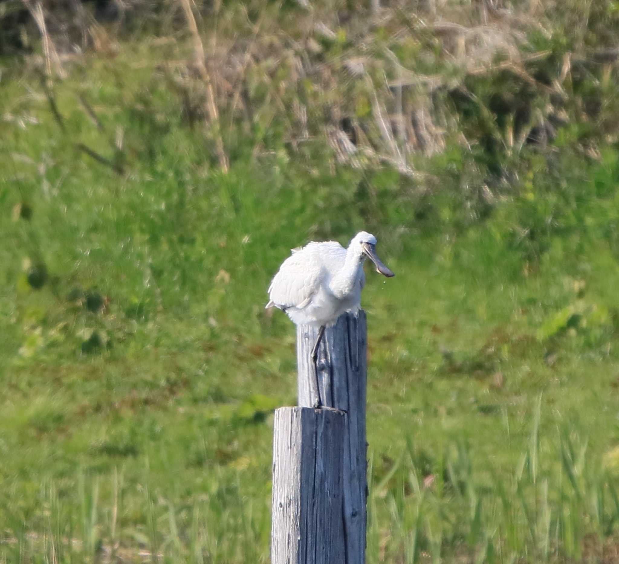 葛西臨海公園 ヘラサギの写真