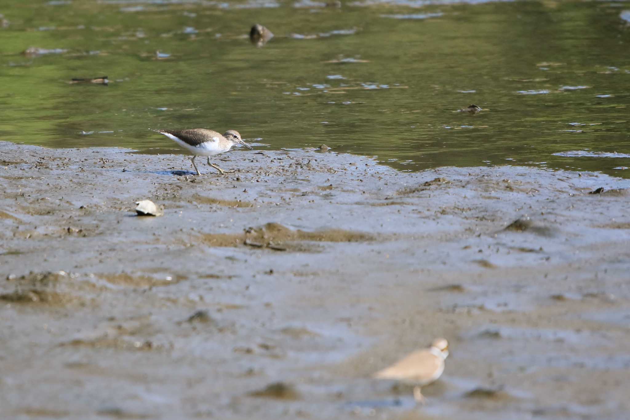 Photo of Common Sandpiper at Kasai Rinkai Park by てれすこ