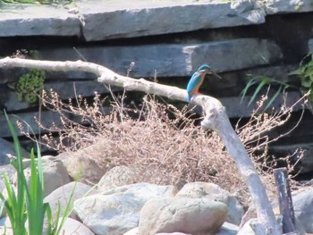 2021年4月12日(月) 水元公園の野鳥観察記録