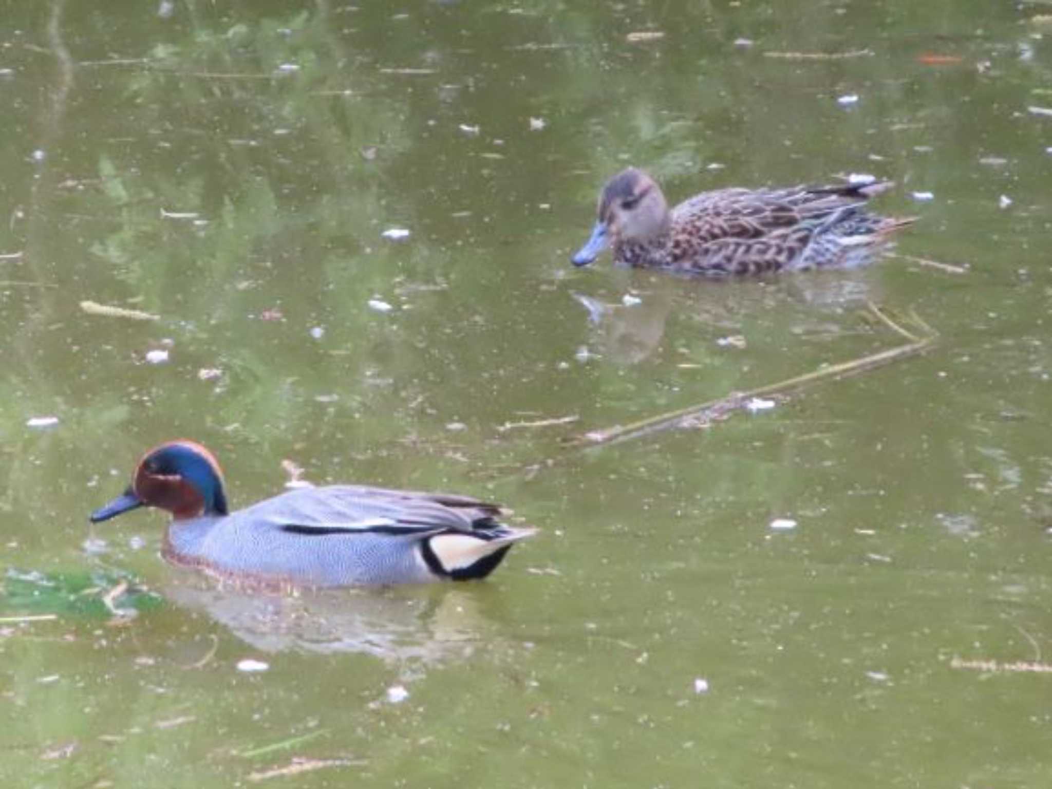 水元公園 コガモの写真 by なべなな