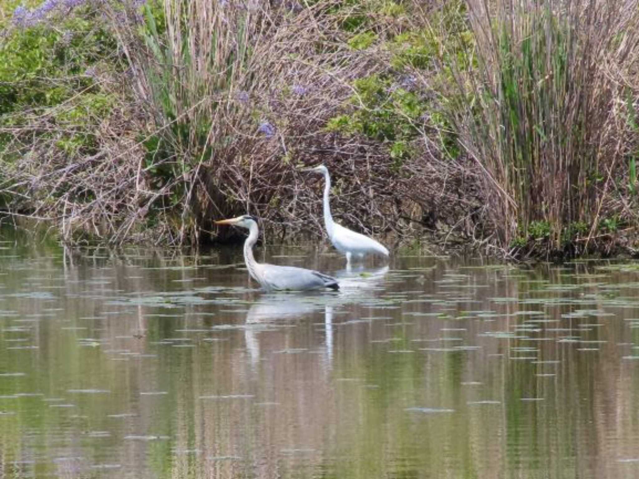 水元公園 アオサギの写真