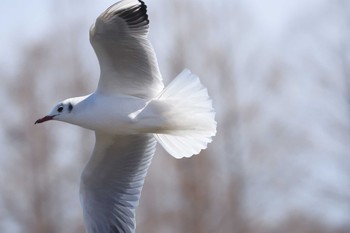 ユリカモメ 水元公園 2017年2月19日(日)