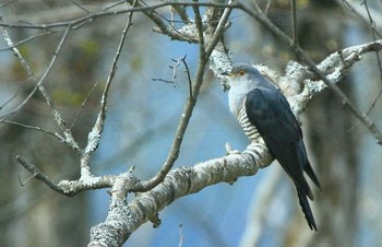 ツツドリ 紀伊山地 2021年4月11日(日)