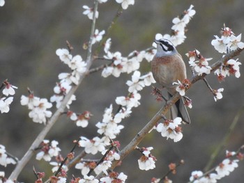 2021年4月10日(土) 四万川の野鳥観察記録