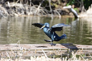 カワウ 水元公園 2017年2月19日(日)