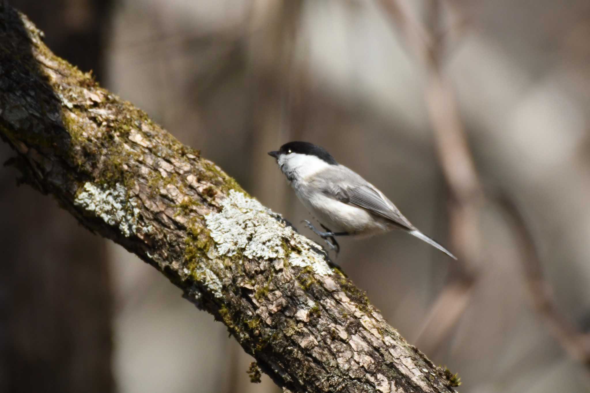 Willow Tit