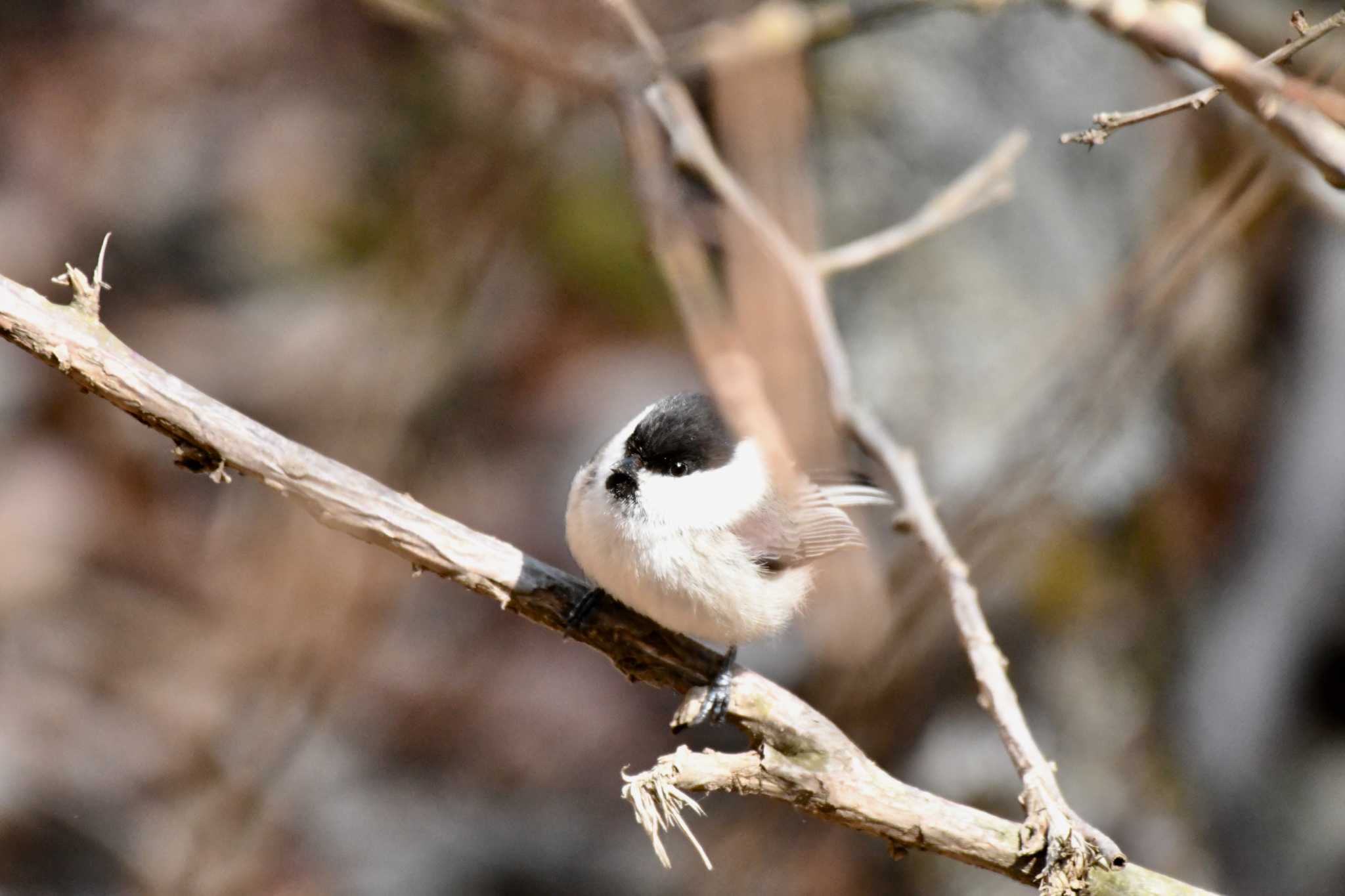 Willow Tit