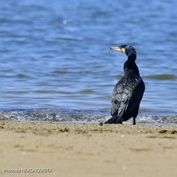 カワウ 香櫨園浜 2021年4月11日(日)