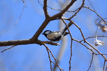 Japanese Tit Mizumoto Park Sun, 2/19/2017