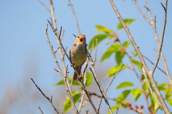 ウグイス 馬見丘陵公園 2021年4月12日(月)