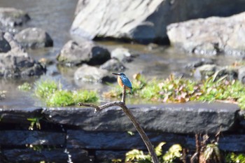 カワセミ 水元公園 2017年2月19日(日)