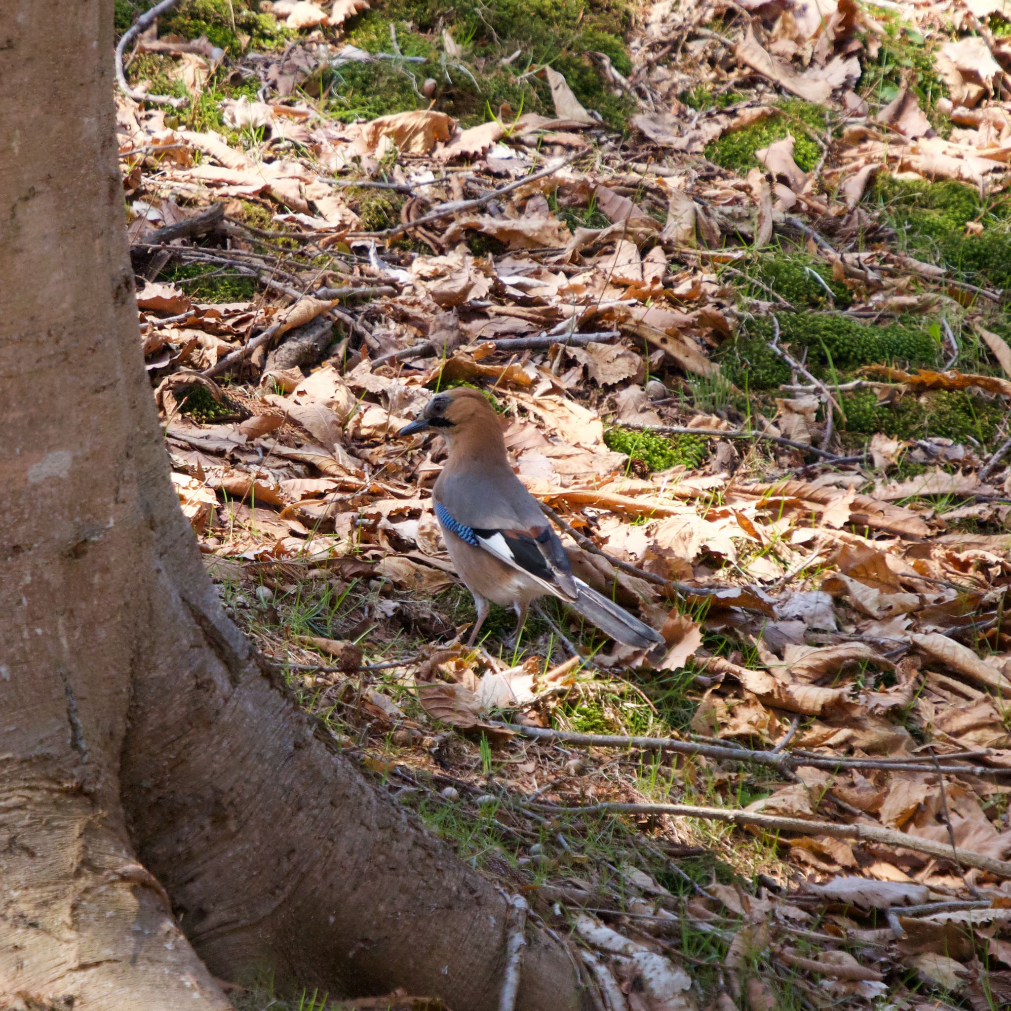 有珠善光寺自然公園 ミヤマカケスの写真