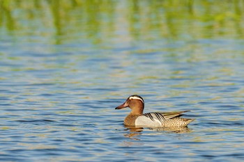 Garganey 福岡県　鞍手町 Sun, 4/11/2021