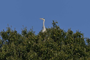 アオサギ 小雀公園 2021年4月12日(月)