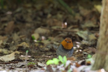 2021年4月10日(土) 大阪城公園の野鳥観察記録