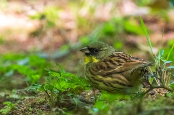 アオジ 明治神宮 2021年4月11日(日)