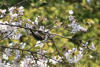 コゲラ 千葉県　県民の森 2021年3月26日(金)