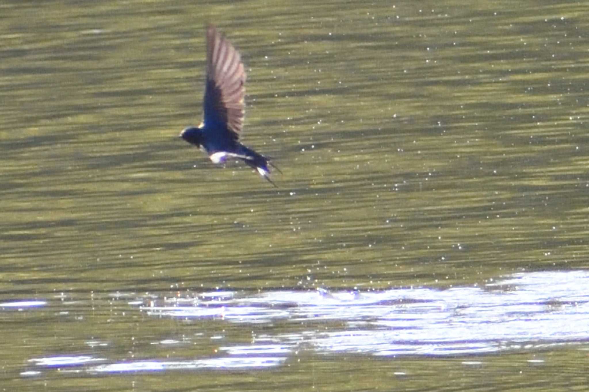 Barn Swallow