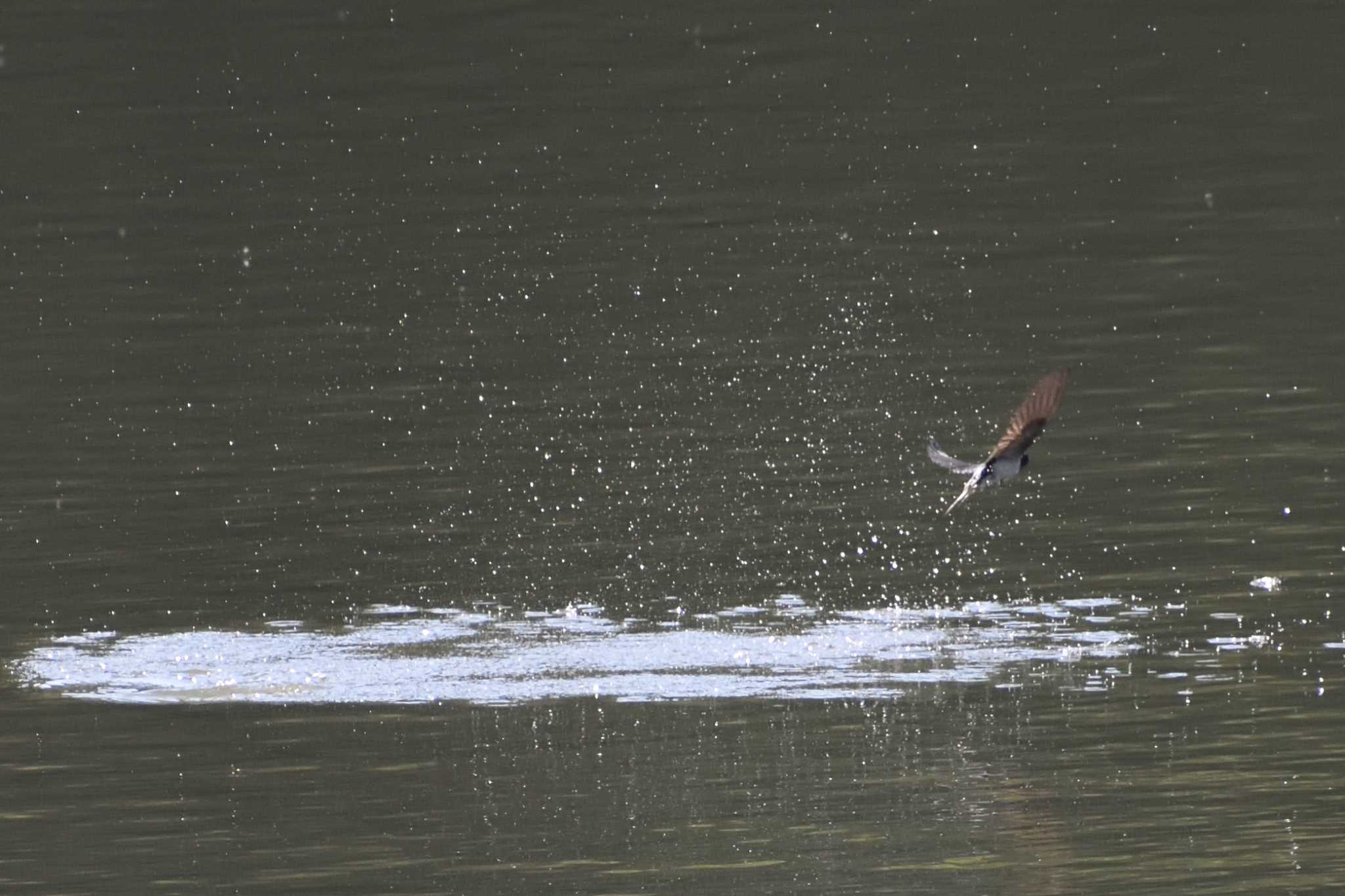 Barn Swallow