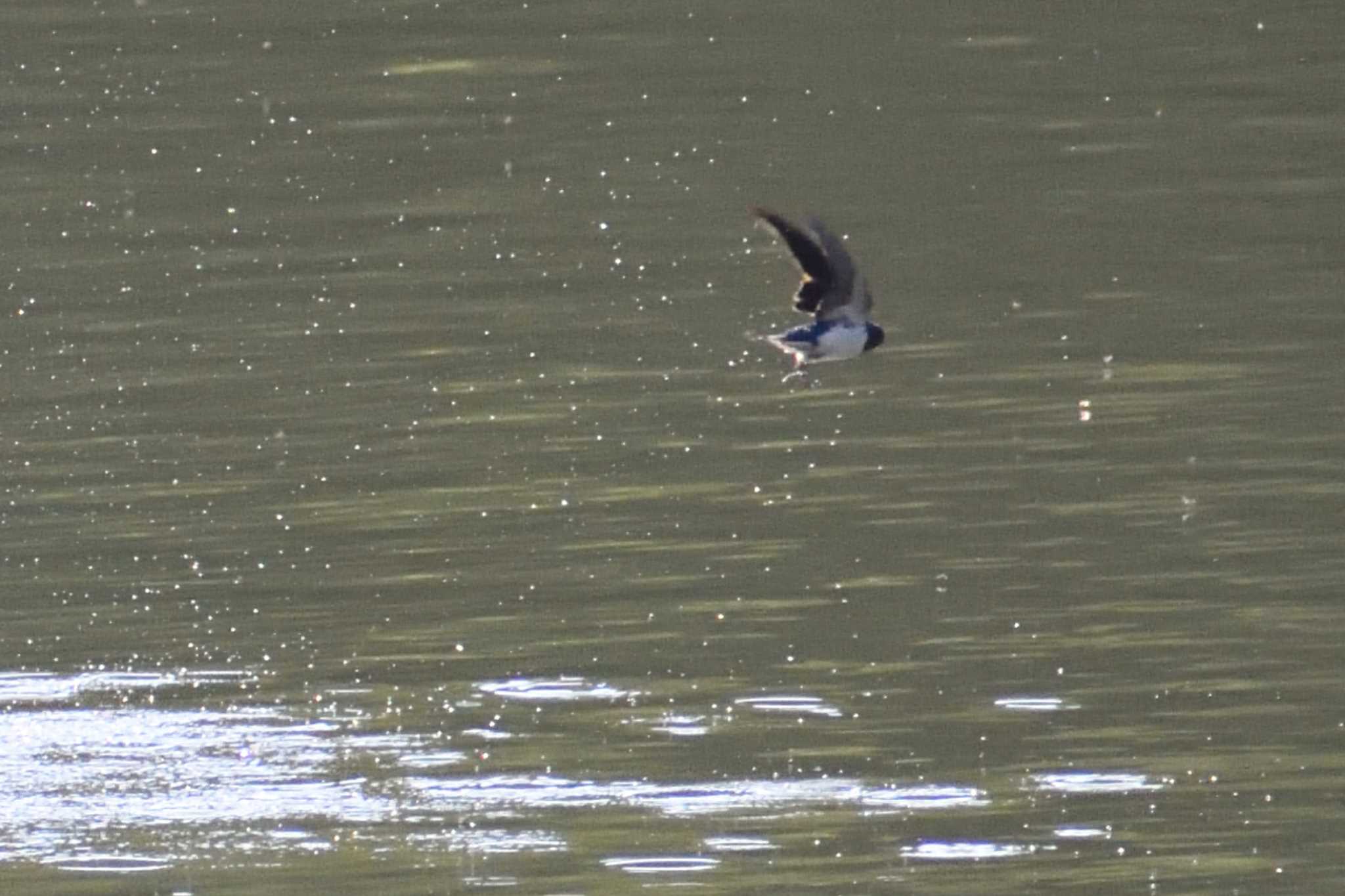 Photo of Barn Swallow at 定光寺公園 by よつくん