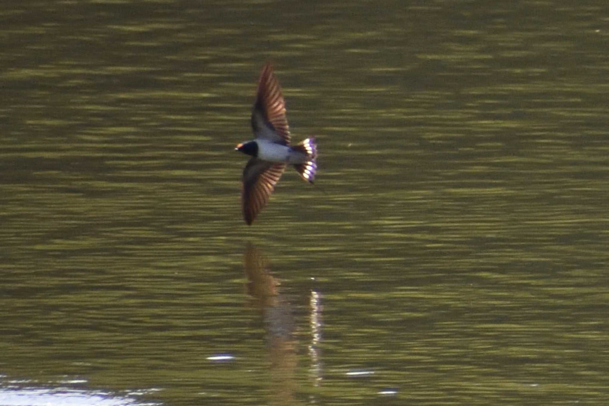 Barn Swallow