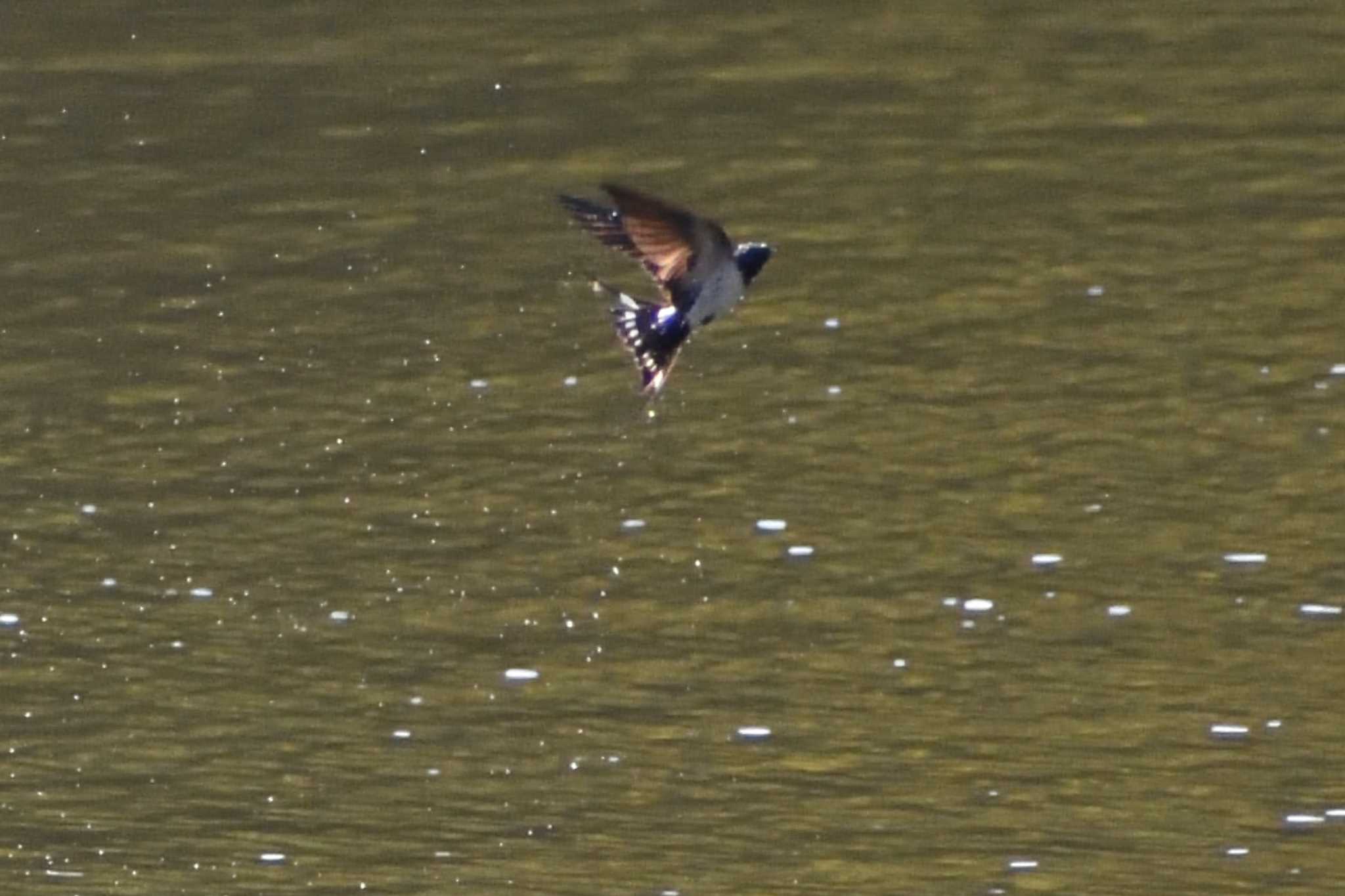 Photo of Barn Swallow at 定光寺公園 by よつくん