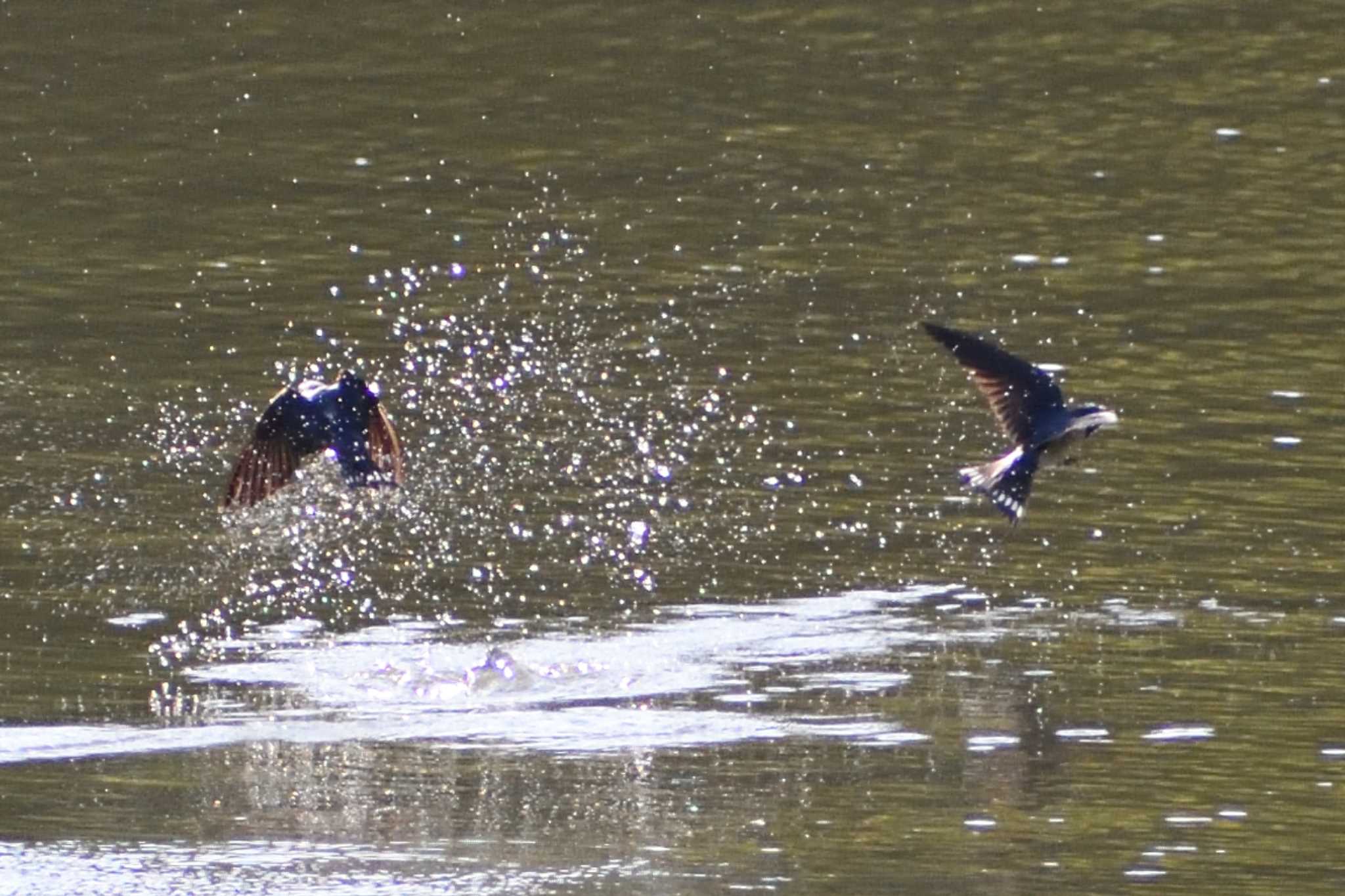 Barn Swallow