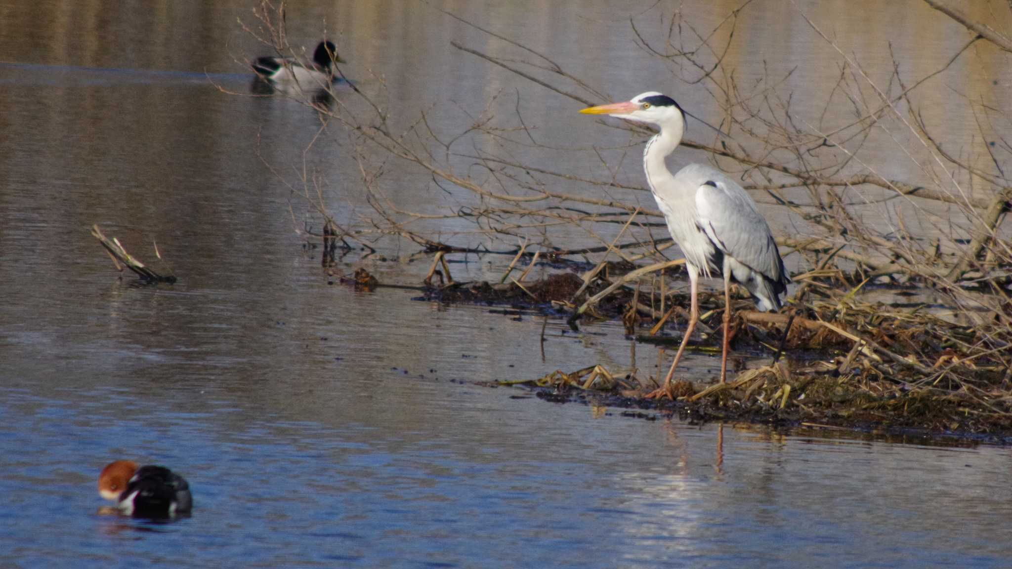 Grey Heron