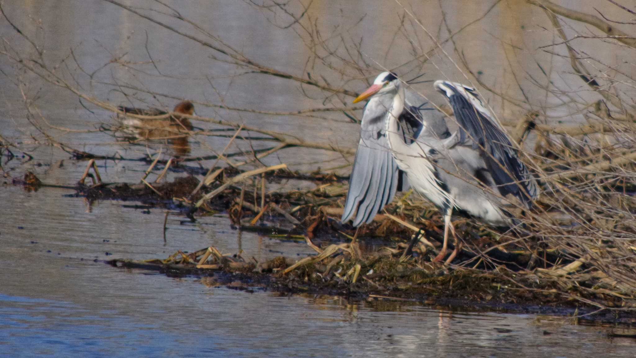 Grey Heron