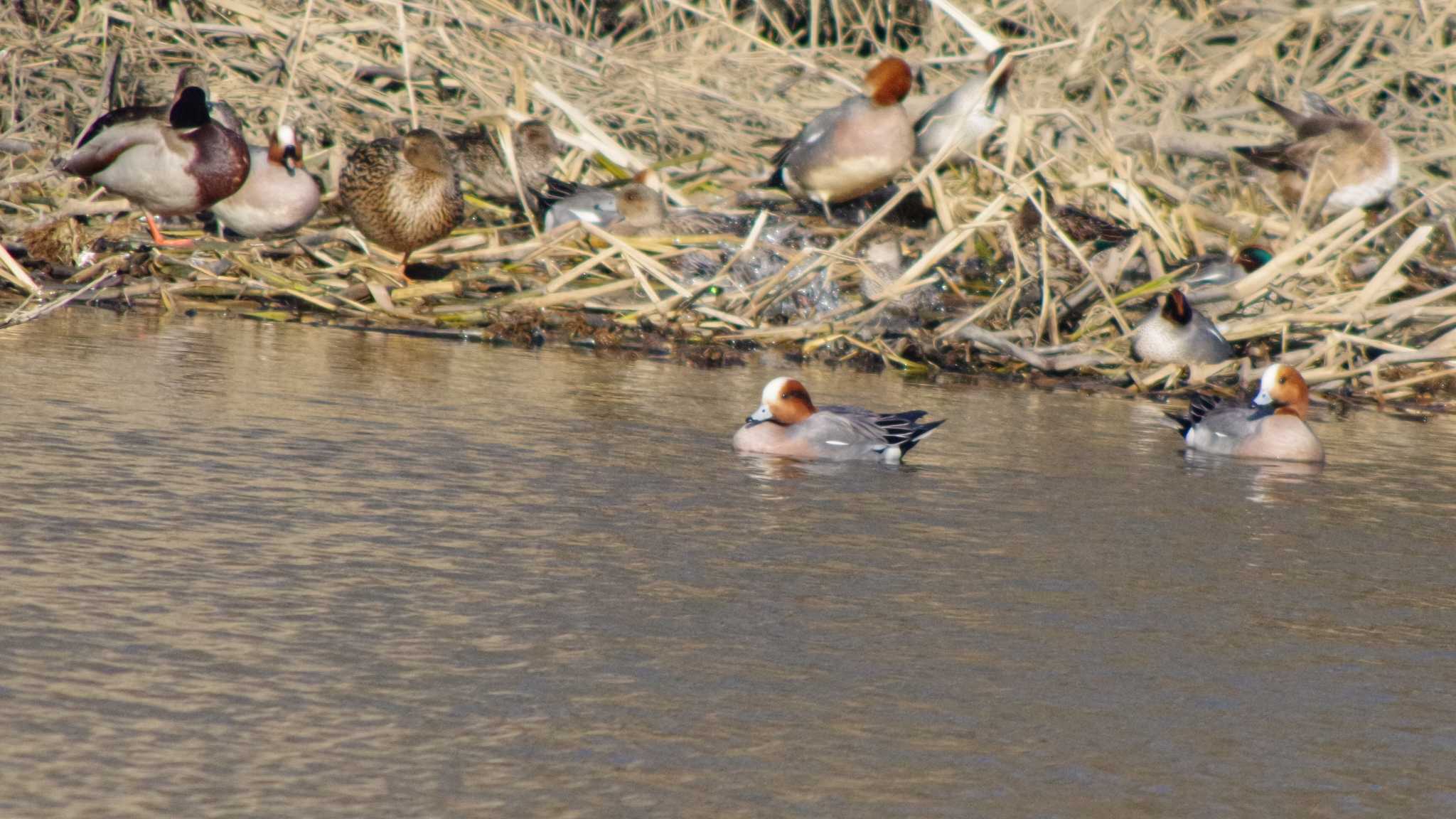 Eurasian Wigeon