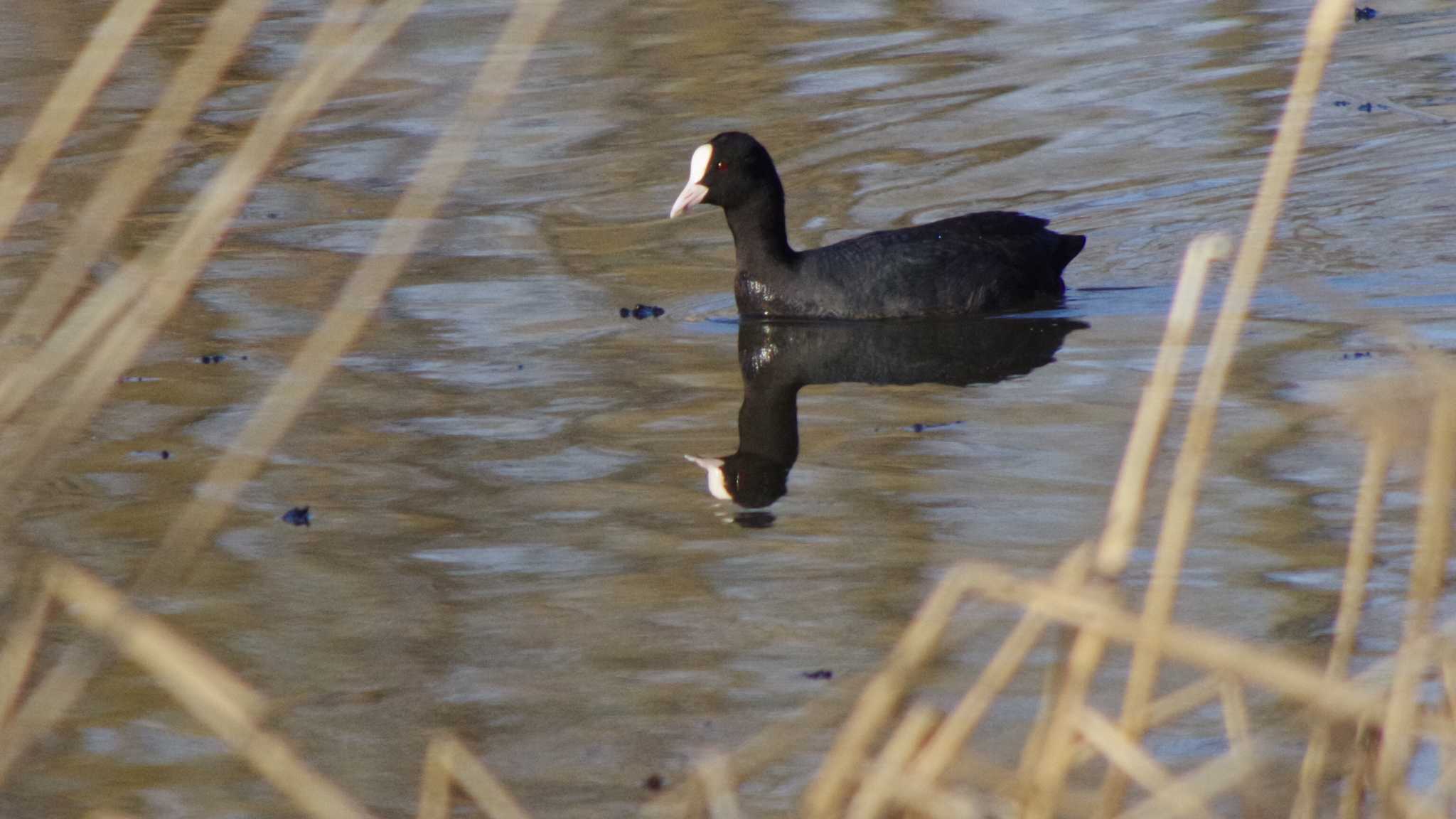 Photo of Eurasian Coot at 東屯田川遊水地 by 98_Ark (98ｱｰｸ)