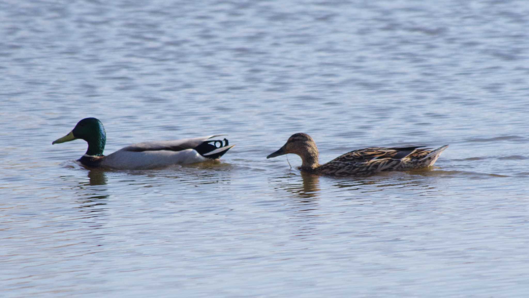 Mallard