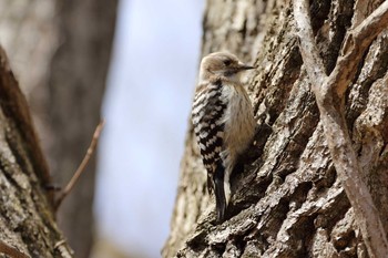 2021年4月9日(金) ウトナイ湖の野鳥観察記録