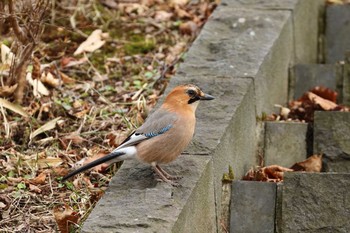 2021年4月9日(金) 支笏湖の野鳥観察記録