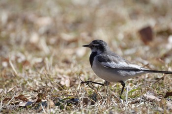 ハクセキレイ 水元公園 2017年2月19日(日)