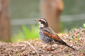 ツグミ 水元公園 2017年2月19日(日)