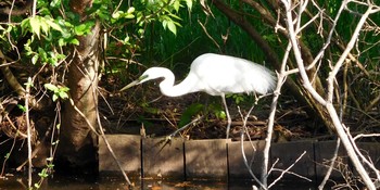 Great Egret 国立科学博物館附属自然教育園 (港区, 東京) Sun, 4/11/2021